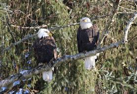 goodly Eagle Winter Pair