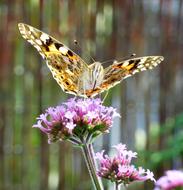 Verbena Flower Butterfly Argentine