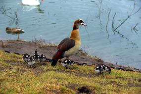 goodly Bird Chicks Nature