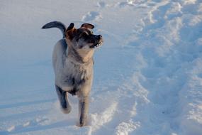 mongrel Dog runs through Snow