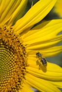 insect on a sunflower in a field