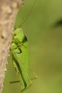 green grasshopper on a tree trunk