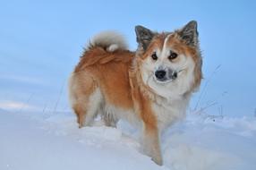 Icelandic dog in deep snow