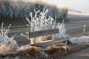 snow bushes by the bench