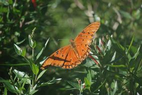 Butterfly Nature Plant