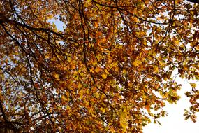 beautiful leaves on a tree