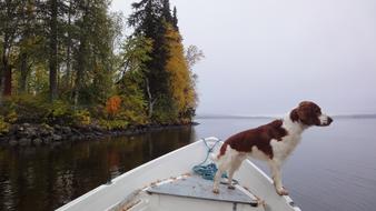 Dog Boat