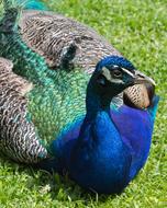 stunningly beautiful Peacock blue Bird