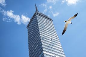 Federal District and bird