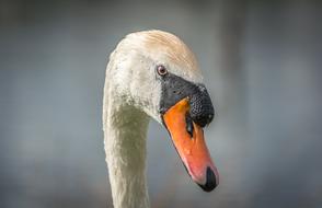 pretty Swan Bird Beak