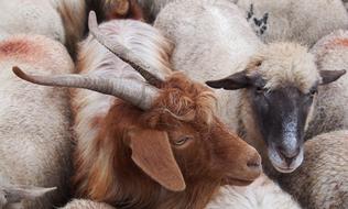billy Goat and sheep in herd
