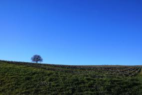 Tree Meadow Nature