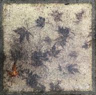 Paving Leaf Autumn