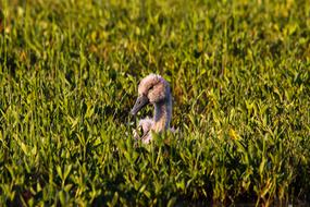 Beautiful and cute swan baby bird among the grass