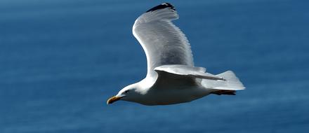 closeup photo of seagull flies over the blue sea