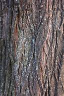 Bark Tree Wood