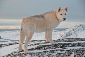pretty Greenland Dog