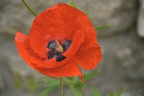 Flower Flora Poppy