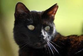 goodly cute Cat Black