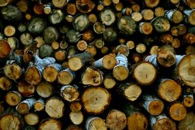 wooden logs in the village
