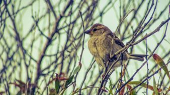 closeup photo of Sparrow on Tree