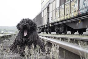 black fluffy dog lies on the railway tracks