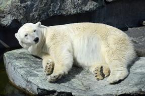 fabulous Polar Bear Zoo