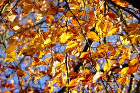 Autumn colored leaves on trees