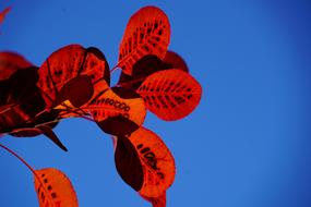 red bush leaves against the blue sky
