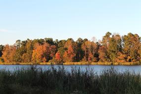 Trees Tree Line Autumn
