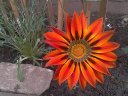 Flower Orange Garden