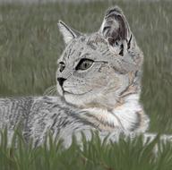 drawn gray wild cat