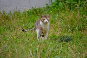 Cat Feline and green grass