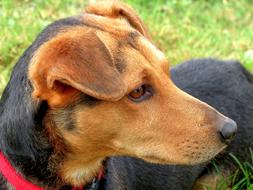 portrait of a hybrid dog on a leash