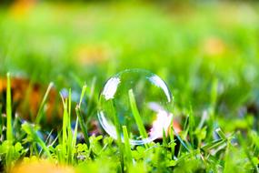 soap bubble in the grass