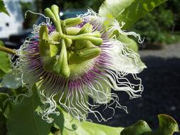 Passiflora Edulis Creeper