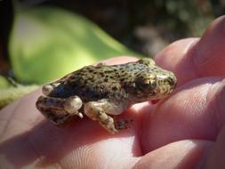 cute frog in a man hand