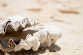 Beach white sand foam