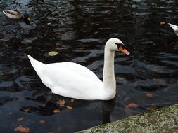 white swans and ducks swim near the shore of a park lake