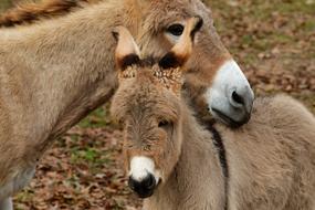 adult and young Mediterranean Donkeys close up