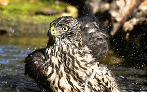 wet falcon feathers