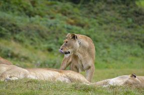 family of lions is resting in the savannah