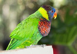 colorful Parrot, Tropical Bird in captivity