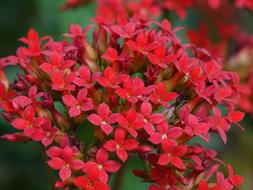 fragrant beautiful flowers