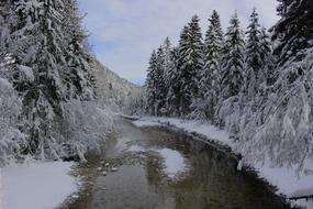 Bach Snow Trees