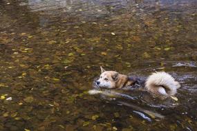 Dog Swims in river