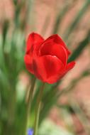 Tulip Flower Red