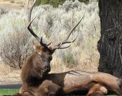 beautiful deer with big horns lies by the tree