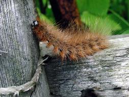 brown furry caterpillar, diaphora mendica