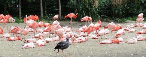 perfect Flamingo Pink Birds